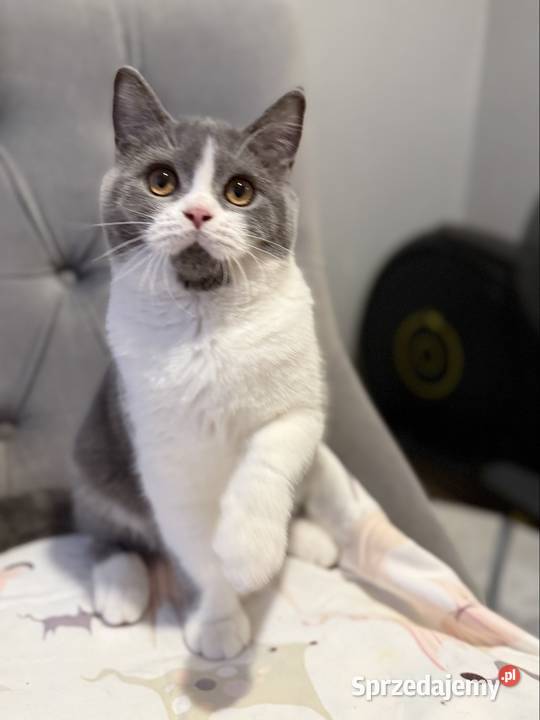 bikolor niebieski brytyjski kocurek Inowrocław sprzedam