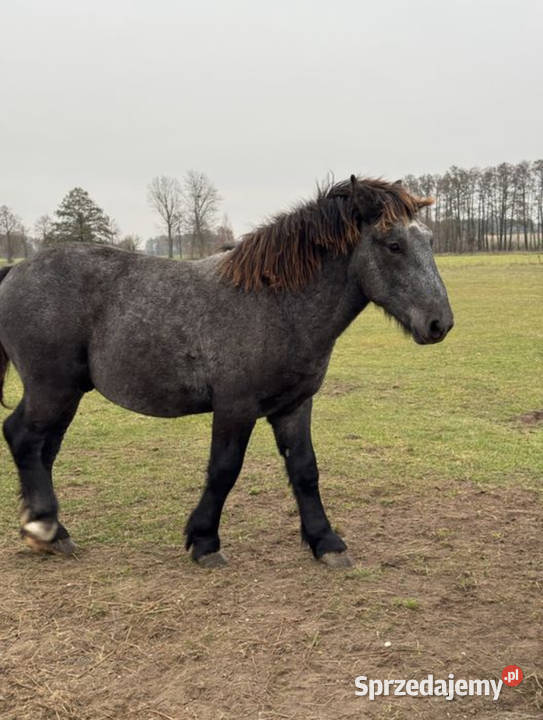 sprzedam ogiera 12miesiecy Nowe Rakowo sprzedam