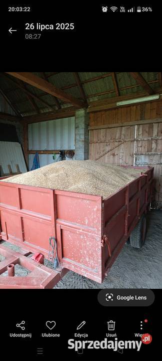 Pszenżyto Pierzchnica