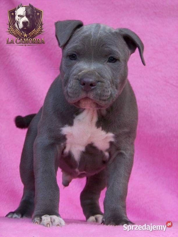 American Staffordshire Terrier Blue Amstaff opolskie Paczków