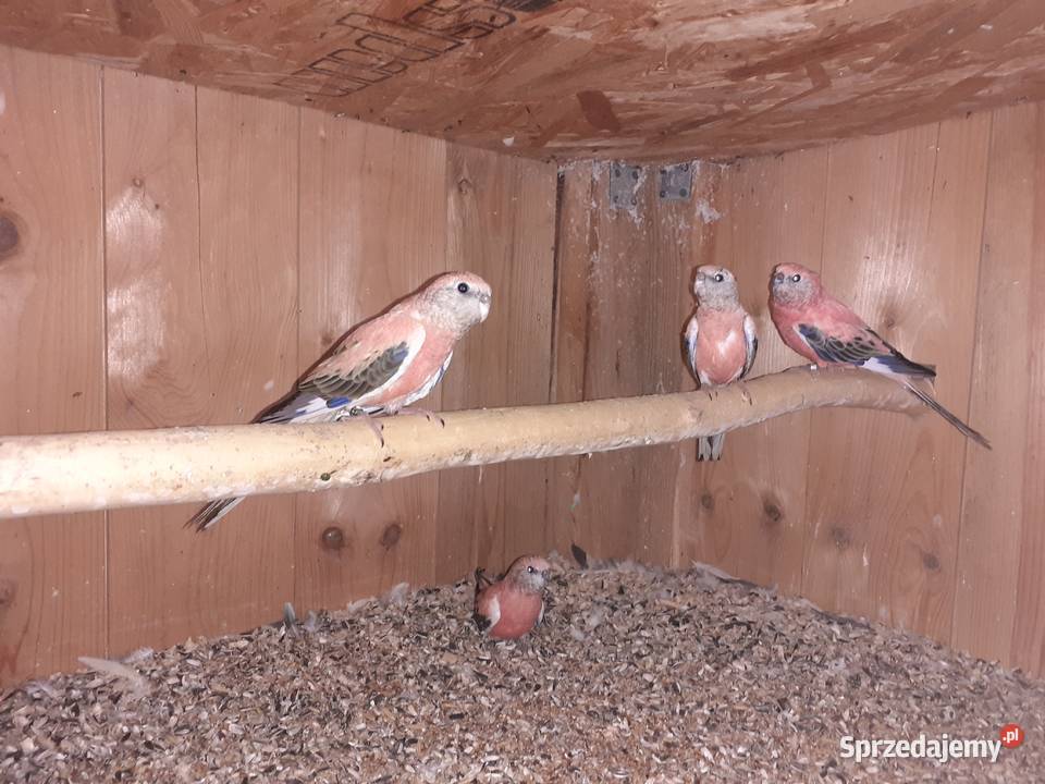 Papugi lilianki Osieck sprzedam