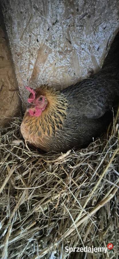 Jaja kurze z gospodarstwa Cekcyn