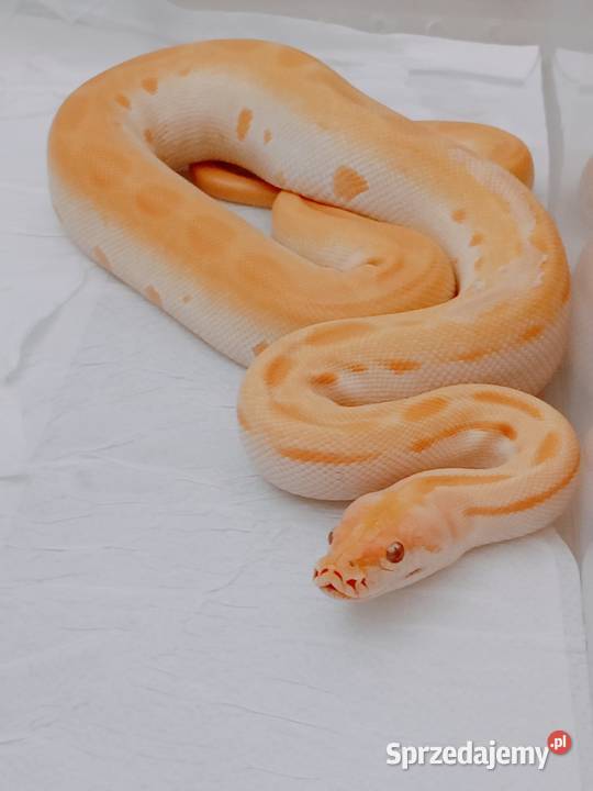 Pyton birmański samica