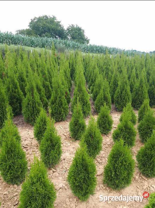 Tuja Szmaragd Detal Hurt 50 do 120 Rzeszów