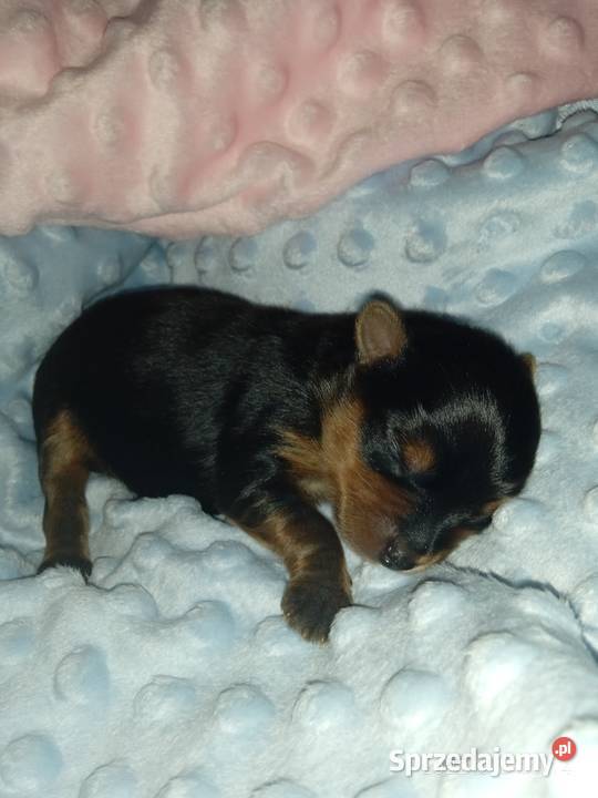 Yorkshire terrier miniaturka chłopczyk do Godów