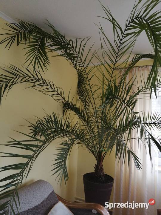 Sprzedam palmę w doniczce Przeworsk