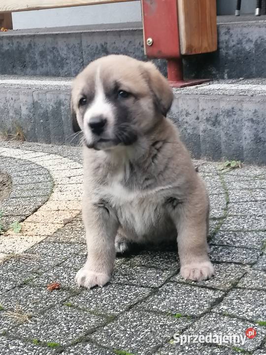 Owczarek Środkowoazjatycki wielkopolskie Konin