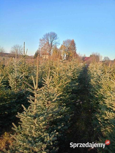 choinki świąteczne świerk srebrny zielony Michałów Rudnicki
