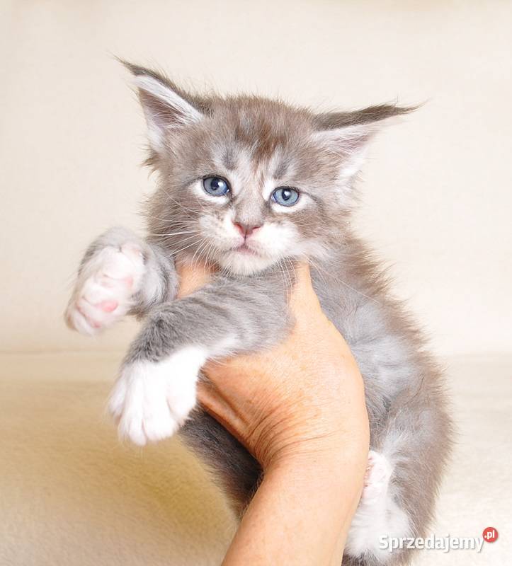 Przepiękny kocurek Maine Coon z Rodowodem PZFWCF podlaskie Białystok