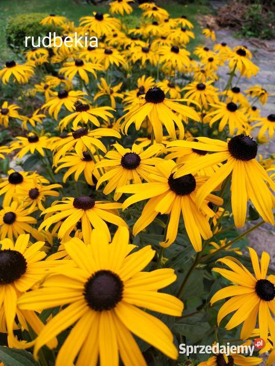 Rudbekia błyskotliwa bylina sadzonki Jaworzno