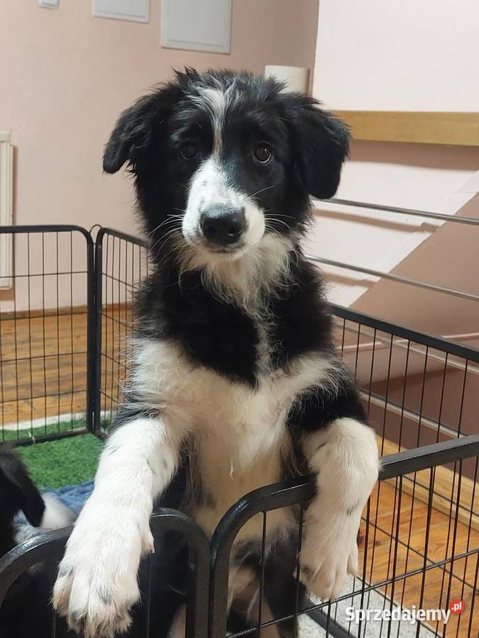 Border Collie szczeniak piesek cudowny dolnośląskie Ziębice