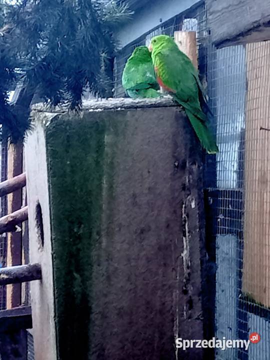 Samica papugi czerwonoskrzydlej Ptaki Główczewice sprzedam