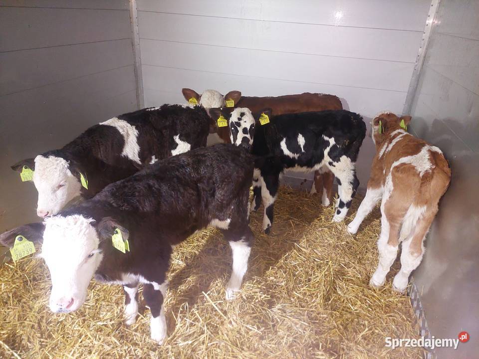 Byczki Cielęta Jałoszki Zamość sprzedam