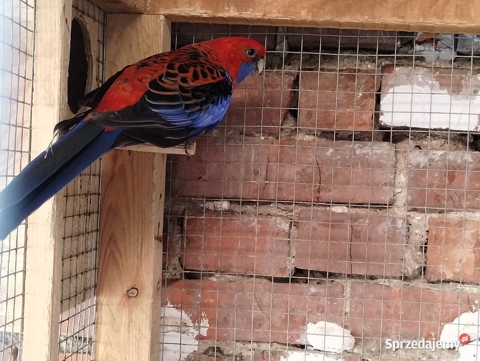 Rozella królewska samiec Lubiechowo sprzedam