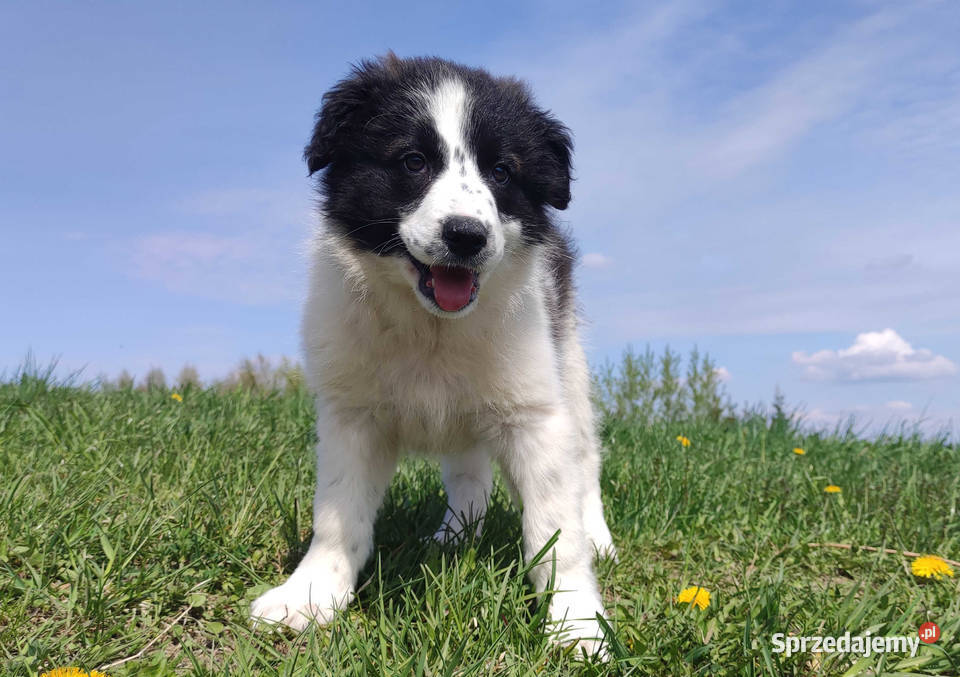 Piękna Rasowa Suczka Border Collie XINDI z pełną Pozostałe podkarpackie