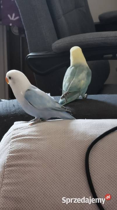 Papużki nierozłączki Fischer Ptaki