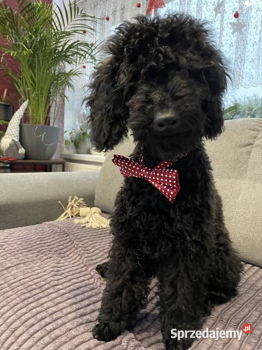 Pudel miniaturowy piesek Ostrożnica