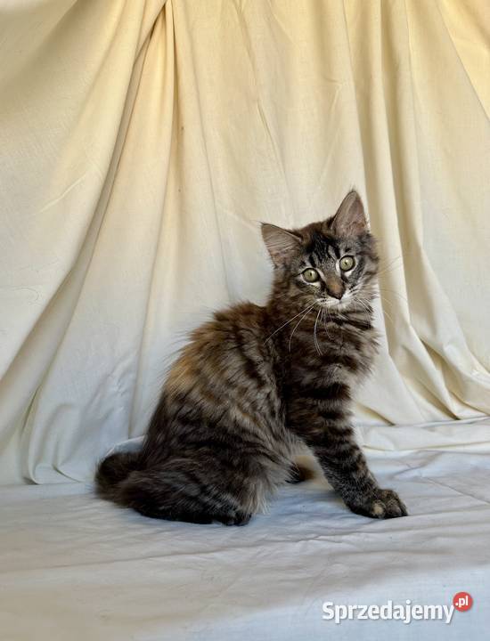 Norweskie kocięta Leśne Ostrołęka