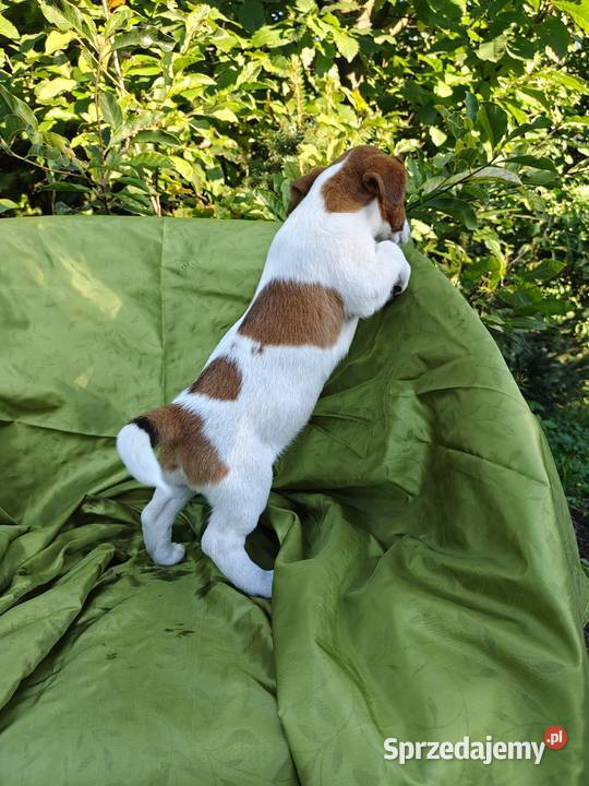 Wzorcowy Jack Russell terrier Doskonała budowa Krapkowice sprzedam