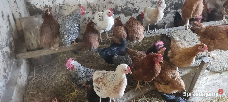 Młode koguty z wolnego wybiegu różne rasy Michów