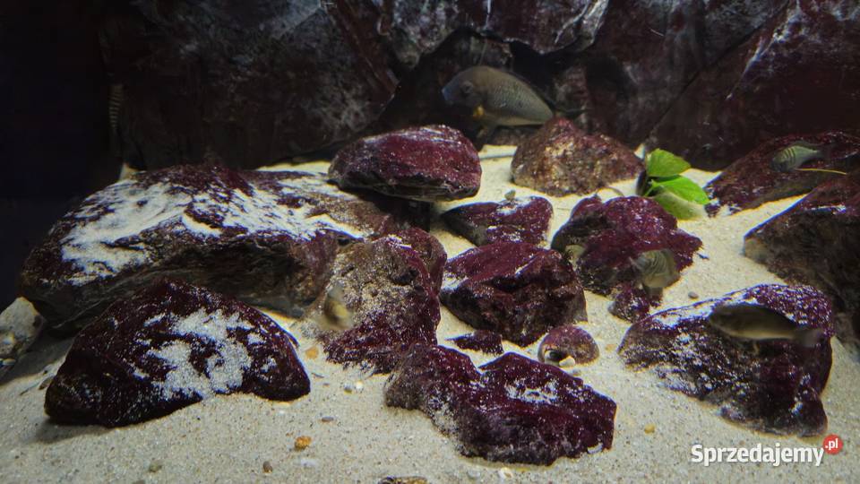 Akwarium z rybami WF Tropheus sp Crescentic podkarpackie Lesko