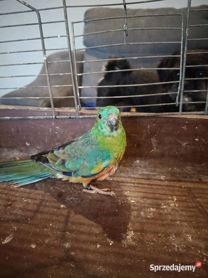 Para świergotek Lwówek