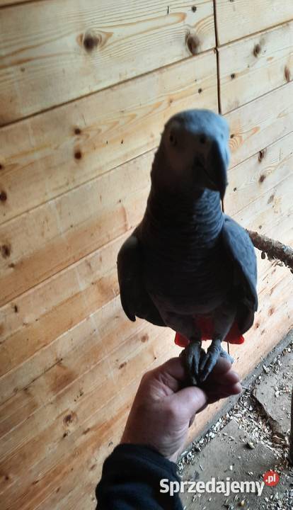 Sprzedam samca Żako