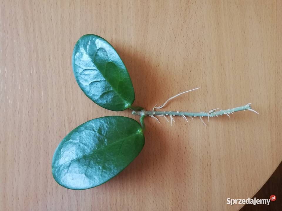 Hoya Astralis roślina kwitnąca ukorzeniona hoja Szczecin