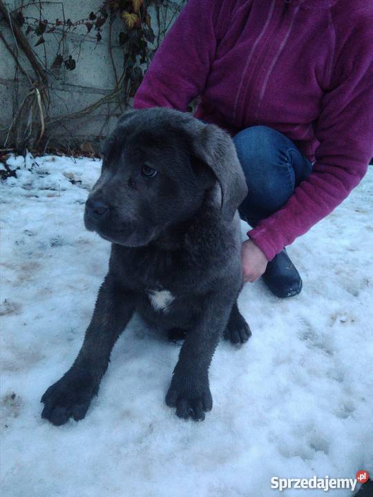 Szczenięta Cane Corso Błękitne Pawłowice