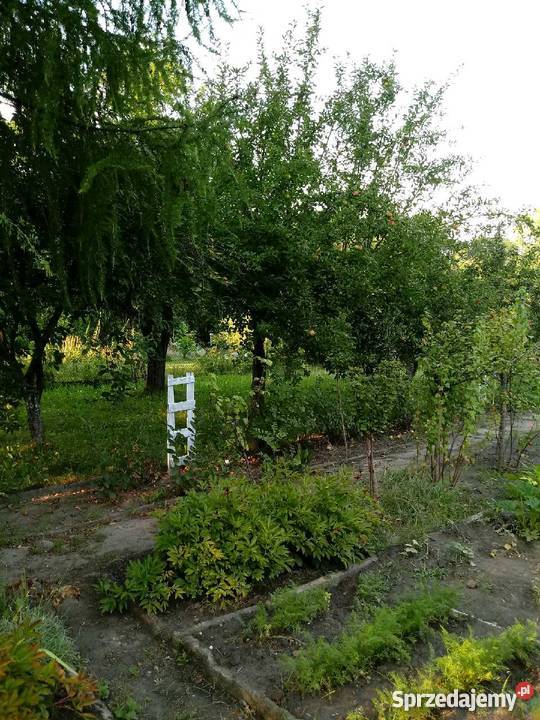 Ogródek Działkowy Hagera Zabrze RodSzarotka sprzedam