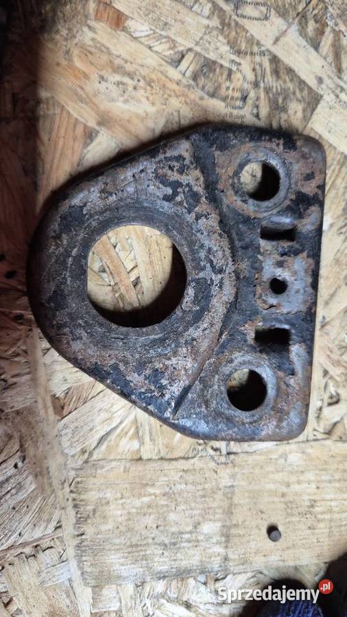 Komar sztywniak półka Hryniewicze