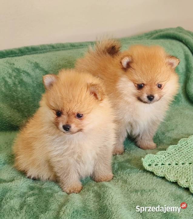 Szpic miniaturowy Pomeranian Śrem