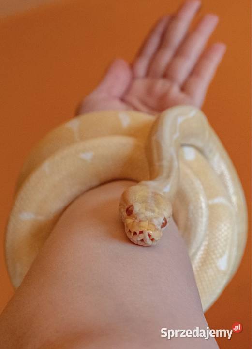 PYTON KRÓLEWSKI SAMIEC