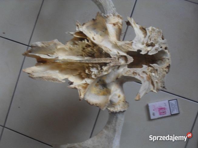 Poroże łosia małopolskie Chrzanów sprzedam