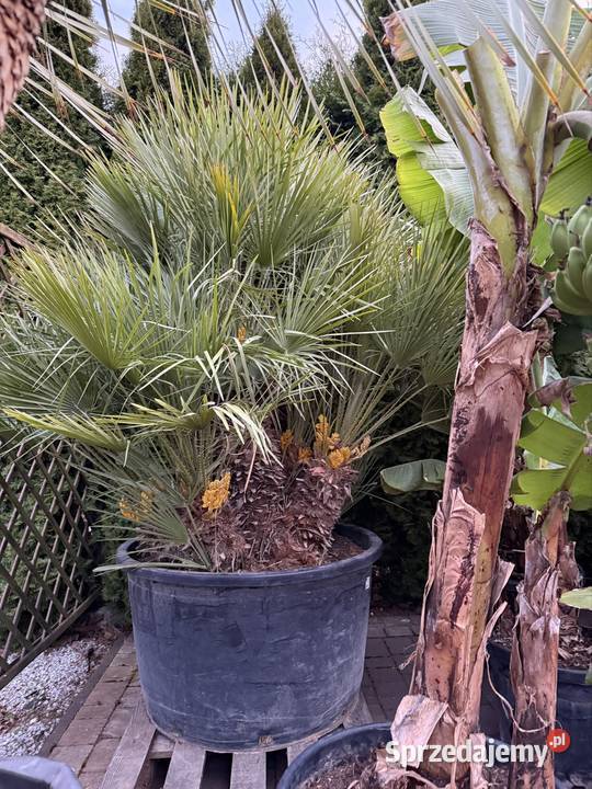 Palma Chamaerops humilis duża karłatka Częstochowa