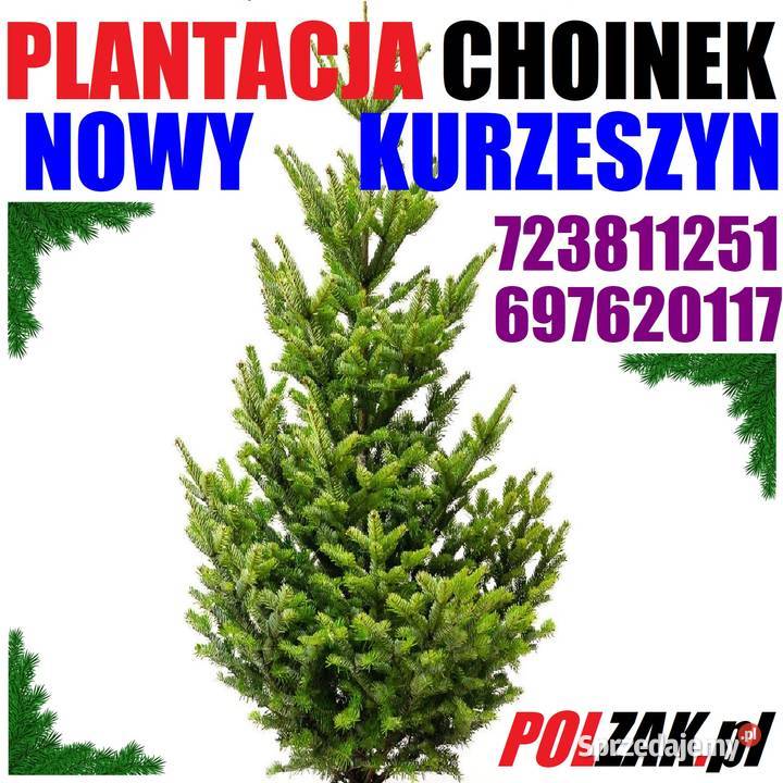 Świerk zielony pachnący srebrny kujący Duża Żywa Nowy Kurzeszyn