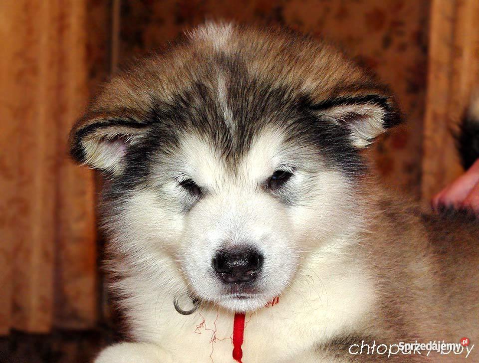 Alaskan Malamute Rodowodowe szczenieta Lubin
