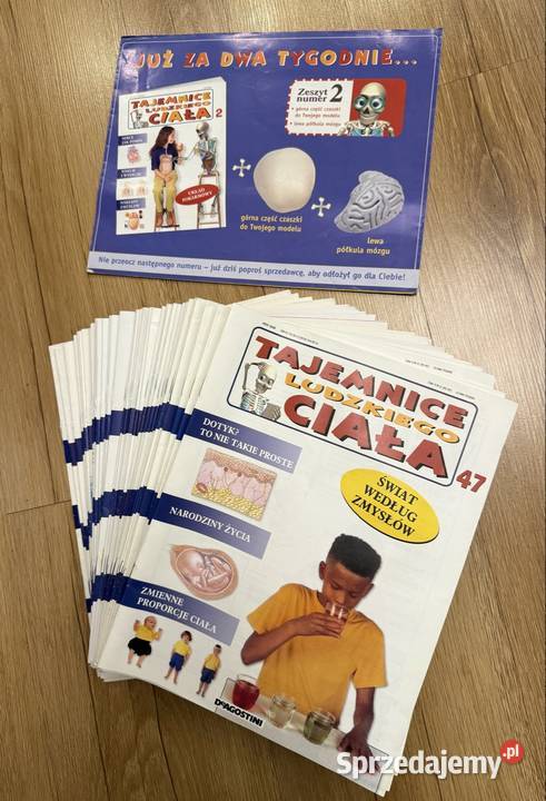 Kostek szkielet z narządami firmy Deagostini Lubliniec