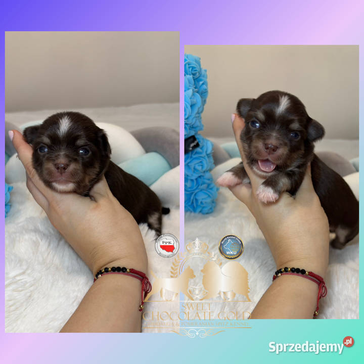 Chihuahua piesek długowłosy tri color Bełchatów