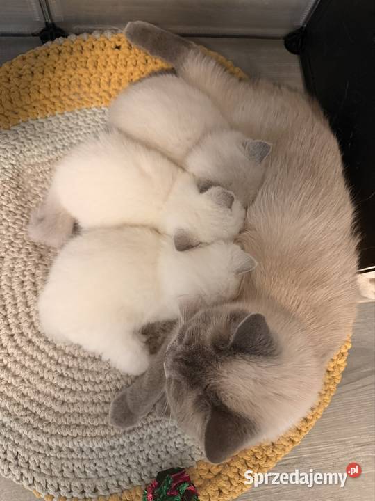 Kot brytyjski blue point