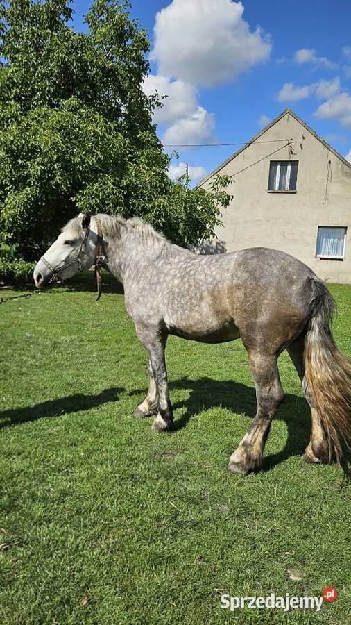 Klacze zimnokrwiste