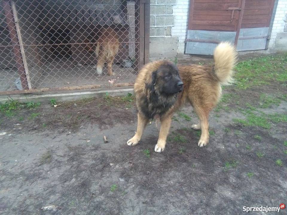 owczarek kaukaski Nowy Gołymin sprzedam