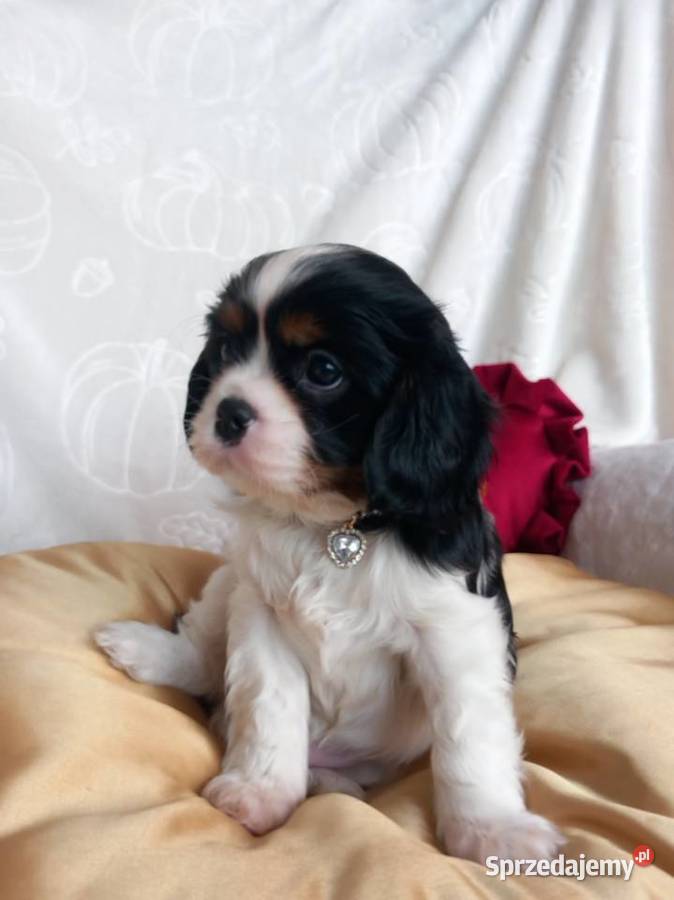 Cavalier King Charles Spaniel Strzelce Opolskie