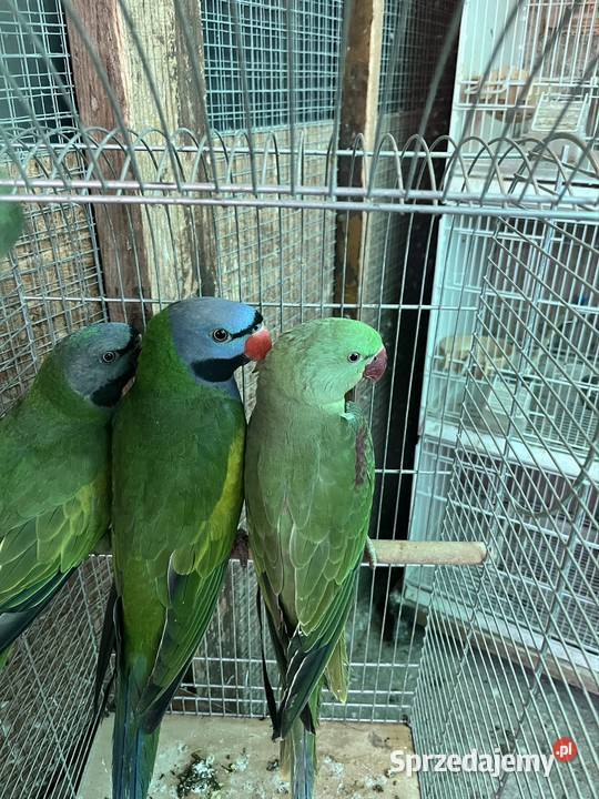 Aleksandretty chińskie dolnośląskie Zachowice