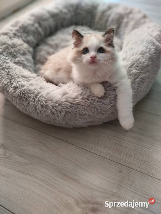 Piękneprzttulaśne kocięta dolnośląskie Żarów sprzedam