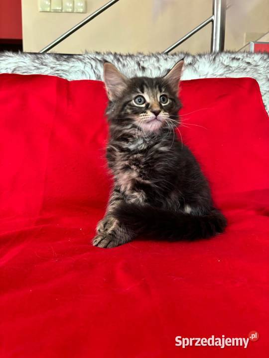 Kociaki Norweskie Leśne Warszawa