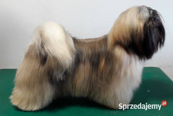 Lhasa apso szczenięta ZKwP Gryźliny