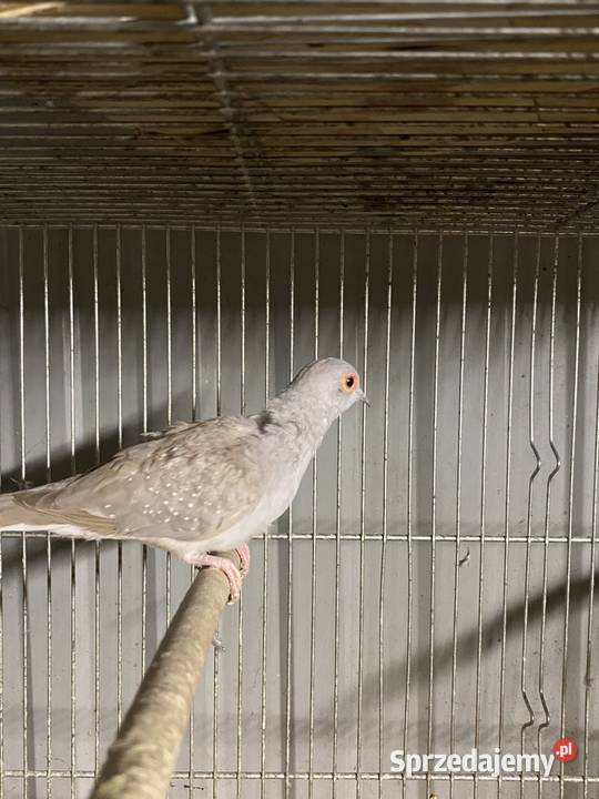 Gołąbek diamentowe Damasławek sprzedam