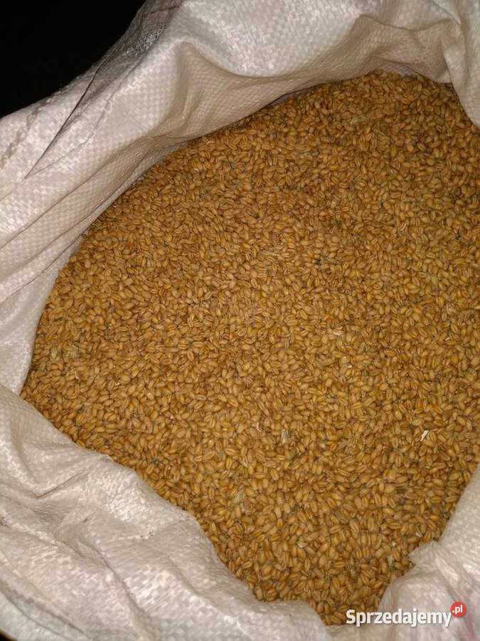 Sprzedam jęczmień ozimy i pszenicę ozimą świętokrzyskie Sędziszów sprzedam