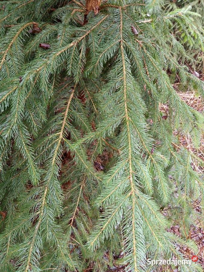 Choinki duże rozmiary gałęzie mazowieckie Radom